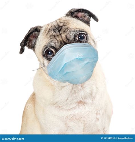 Pug Dog Wearing Protective Surgical Face Mask Stock Photo - Image of pedigree, portrait: 179348990