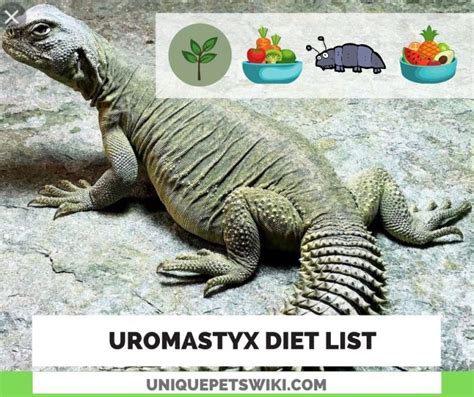 Uromastyx Diet: A-Z Food List (Vegetables, Fruits, And Insects)