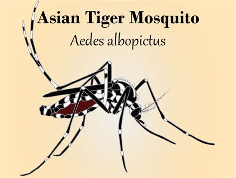 Asian Tiger Mosquito Season is Here | Prince William Living