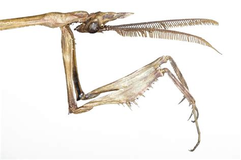 Praying Mantis Head And Forelegs Photograph by Lawrence Lawry - Fine ...