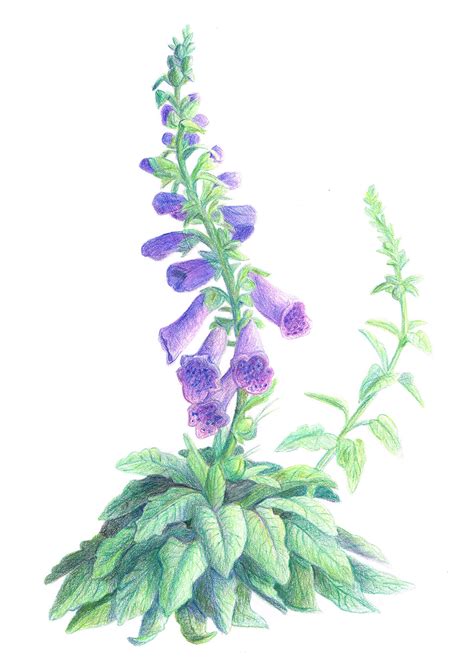 Botanical Illustration- Foxglove (Color) on SCAD Portfolios