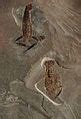 Category:Decapoda fossils - Wikimedia Commons