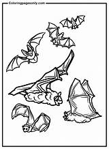 Bats Picture Coloring Page  Free Printable Pages sketch template
