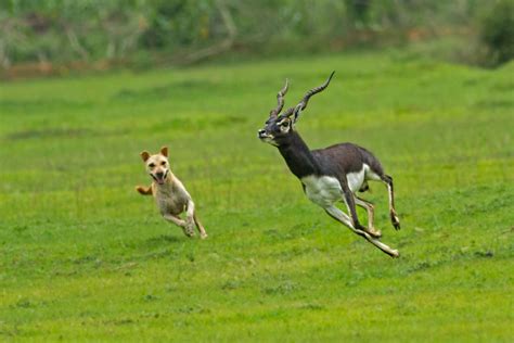 blackbuck | Conservation India