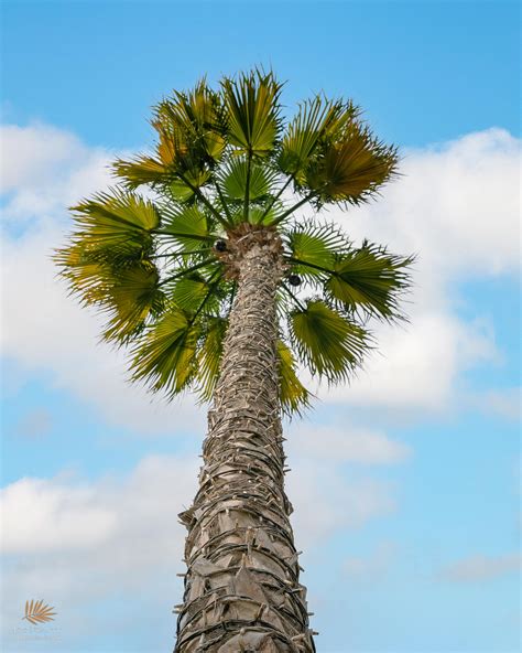 Washingtonia robusta - Wahat Al Sahraa