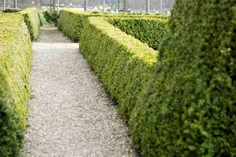 8 Best Small Evergreen Shrubs