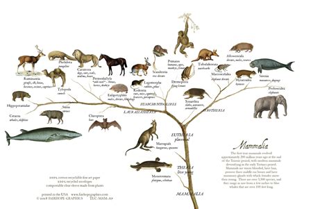 Mammals Branch Card — Fairhope Graphics - Evolutionary Trees ...