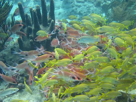 Scuba Diving Providencia Colombia | Joe's Scuba Shack