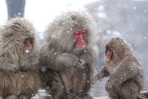 [Hidden Wonders of Japan] Waiting for Spring In Jigokudani Snow Monkey Park | JAPAN Forward