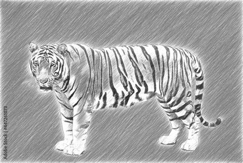 Tiger side view. Greyscale illustration. Pencil drawing. Stock Illustration | Adobe Stock