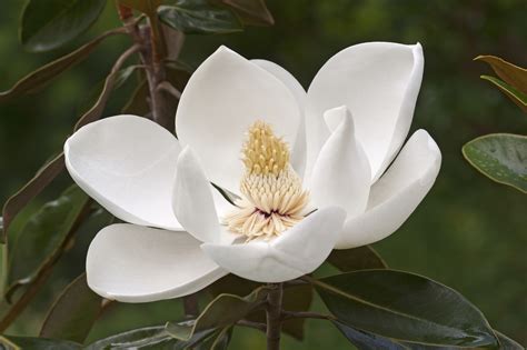 The meaning and symbolism of the word - «Magnolia»