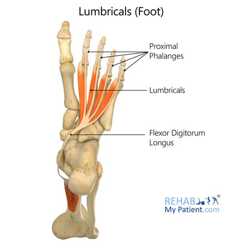 Lumbricals (foot) | Rehab My Patient