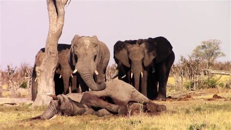 Elephants mourning one of their own - YouTube