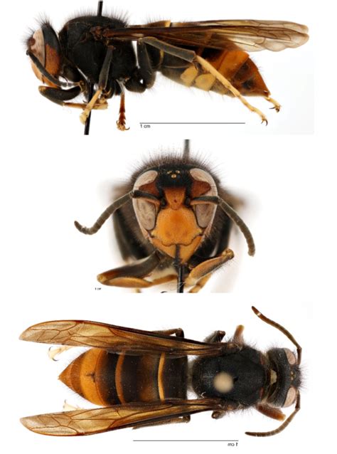 Invasive yellow-legged hornet found in US for first time