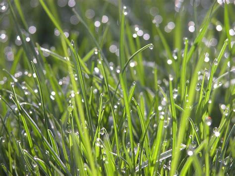 Dew on Grass Free Photo Download | FreeImages