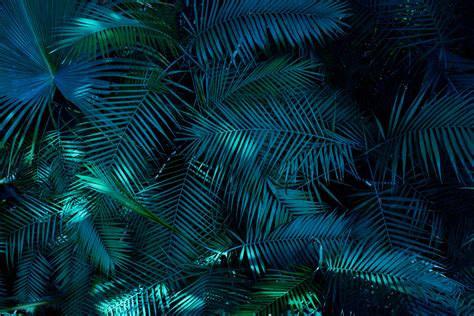 Tropical green leaves background | Posters, Art Prints, Wall Murals ...