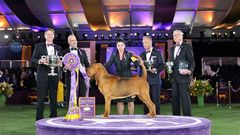 Who Won Best In Show At Westminster Dog Show