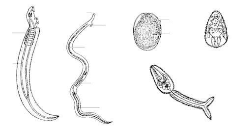 Schistosoma Japonicum Parts