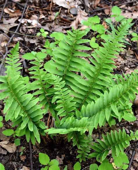 Christmas Fern - 3 root divisions – BloomingBulb