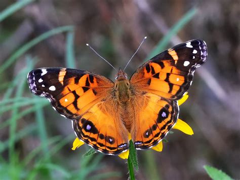 American Lady Vanessa virginiensis (Drury, 1773) | Butterflies and Moths of North America