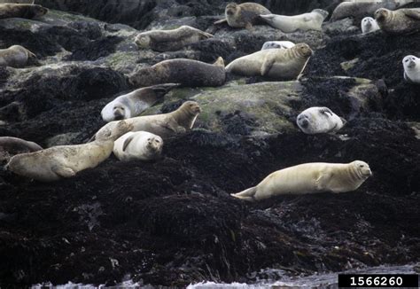 Harbor Seal (Phoca vitulina Linnaeus, 1758)