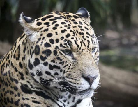 A Close Up Portrait of a Jaguar Stock Photo - Image of head, jaguar: 157212384