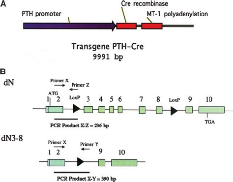 Transgene construct. A , this diagram illus- trates the transgene ...