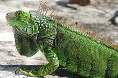 Evolution of the Green Iguana - Animals of Evolution