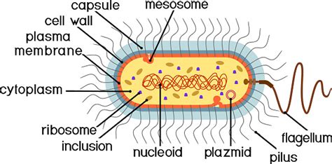 Bacterial Cell Structure Prokaryotic Cell With Nucleoid Flagellum Plazmid Mesosome And Other ...