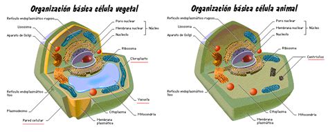 Cuadros comparativos entre célula animal y vegetal para descargar e imprimir | Cuadro Comparativo