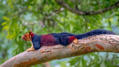 The Indian Giant Squirrel | Critter Science