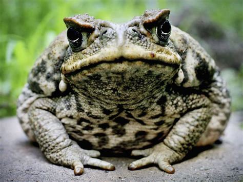 Plague of poisonous toads infest suburban Florida neighbourhood | The Independent