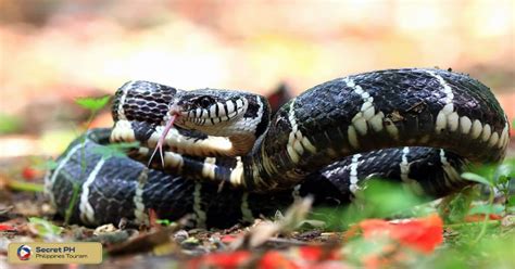 Mangrove Snake: The Venomous Reptile That Lives in the Philippine Mangroves - Secret Philippines