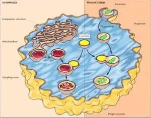 Lysosomes: Structure, Function, and Processes – Microscope Clarity
