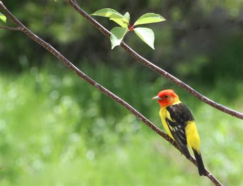 Adventure Journal: Birding in Grand Teton National Park - Grand Teton National Park Foundation ...