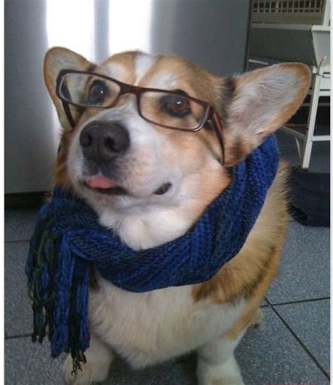 Corgi with glasses | Corgi, Baby dogs, Animals