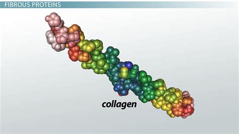 Extracellular Matrix | Function, Structure & Components - Lesson ...