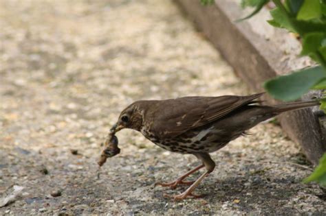 Slug and snail control - Michael Thurlow