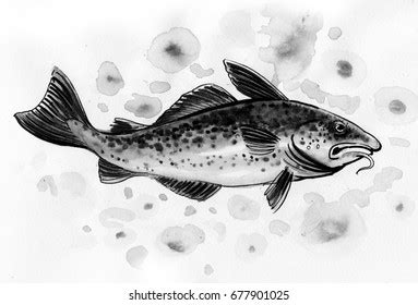 Cod Fish Sketch Stock Illustration 677901025 | Shutterstock