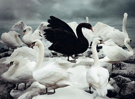 The Social Imagination: Are all Swans White in the Social Imagination...?