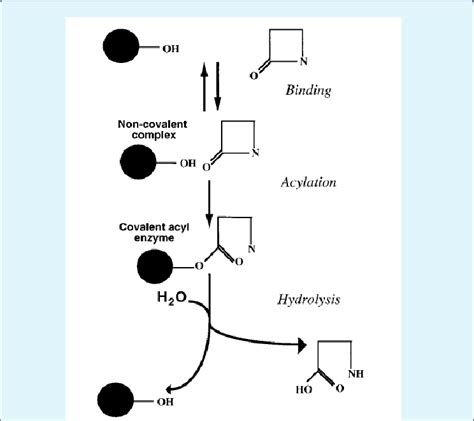 Mechanism of action of β-lactamases. | Download Scientific Diagram