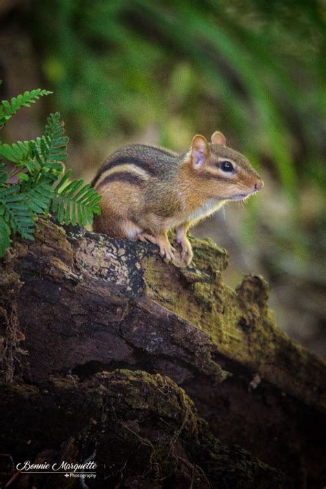 Eastern Chipmunk | Eastern chipmunk, Animals, Interesting animals