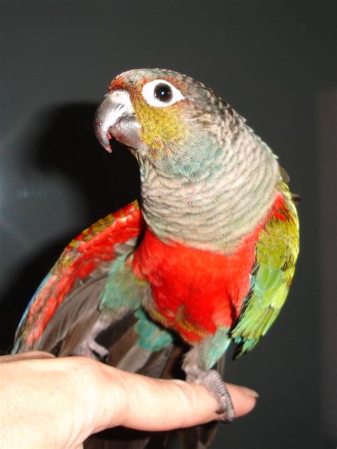 Crimson Bellied Conure Stretching | cabay | Flickr