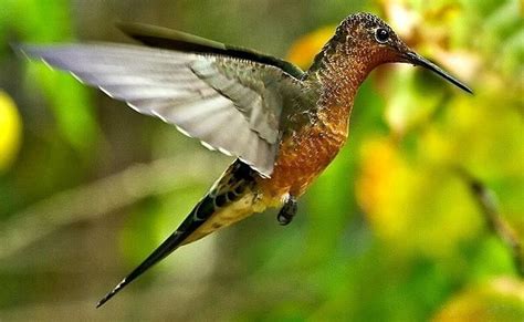 Giant hummingbird - Alchetron, The Free Social Encyclopedia