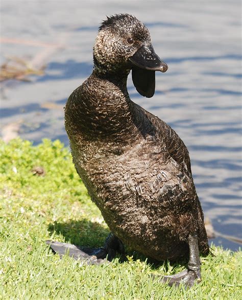 Musk Duck | Never seen one on land before! Lake Seppings Alb… | Flickr