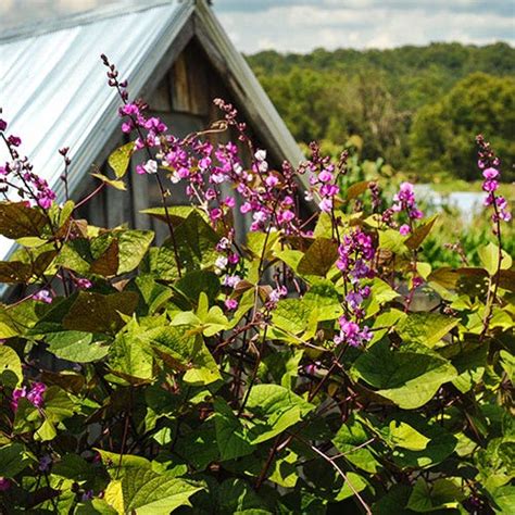 Hyacinth Bean Cut Flower | Best Flower Site