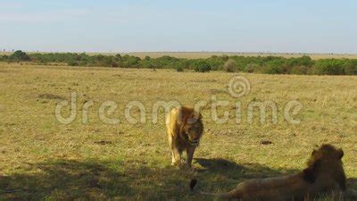 Young Lion Hunting In Savanna At Africa Stock Video - Video of area, animal: 91464755