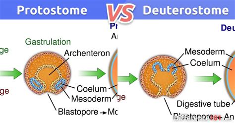 Protostome vs. Deuterostome: Top 7 Differences with Examples ~ Difference 101