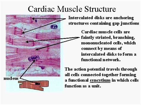 Cardiac Muscle