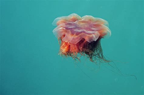 Alaskan Jellyfish Photograph by Doug Davidson - Fine Art America